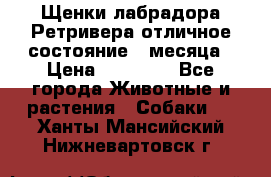 Щенки лабрадора Ретривера отличное состояние 2 месяца › Цена ­ 30 000 - Все города Животные и растения » Собаки   . Ханты-Мансийский,Нижневартовск г.